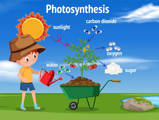 Vector diagrama de la fotosíntesis para la educación en biología y ciencias de la vida