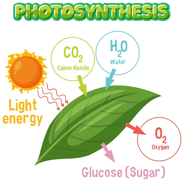 Vector diagrama de la fotosíntesis para la educación en biología y ciencias de la vida