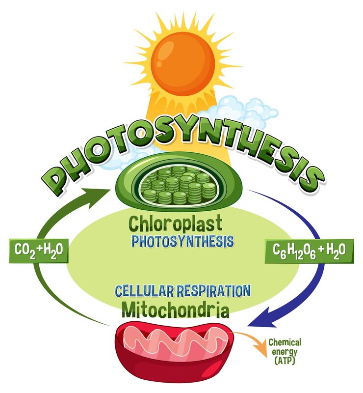 Vector diagrama de fotosíntesis y respiración celular