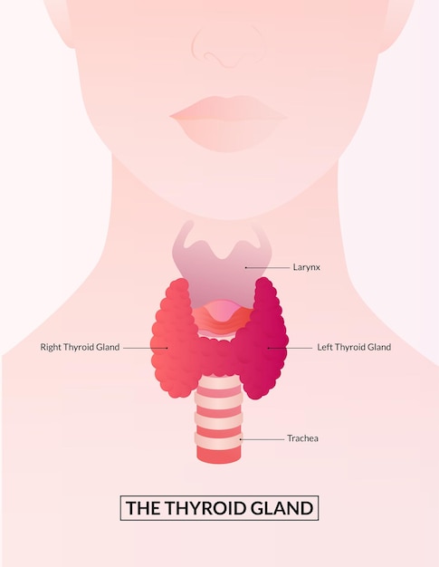 Vector diagrama de la glándula tiroides y laringe concepto médico de la glándula tiroides