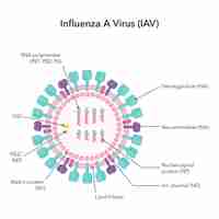 Vector diagrama gráfico del ejemplo del vector de la ciencia del virus de la influenza a iav