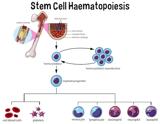 Vector diagrama de hematopoyesis de células madre