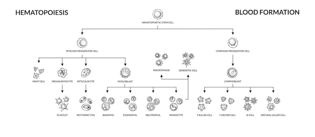 Vector diagrama de hematopoyesis tipos de células sanguíneas humanas con nombres