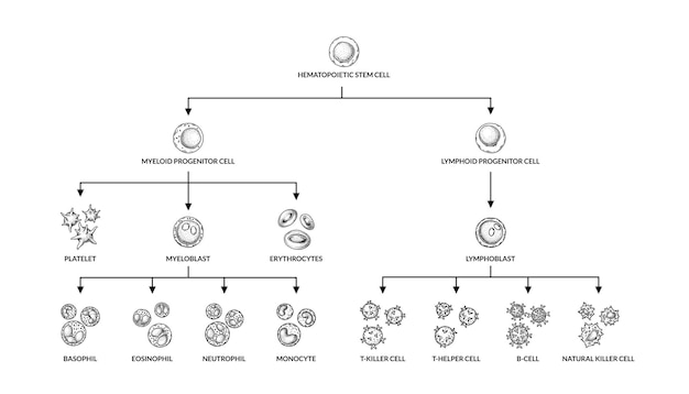 Vector diagrama de hematopoyesis tipos de células sanguíneas humanas con nombres