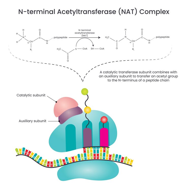 Vector diagrama de ilustración vectorial del complejo nat de acetiltransferasa n-terminal