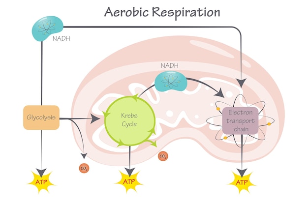 Vector diagrama de ilustración vectorial de respiración aeróbica