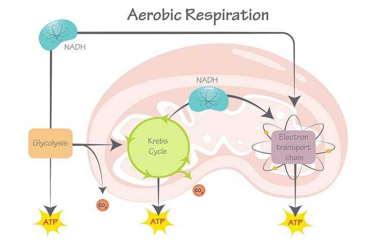 Vector diagrama de ilustración vectorial de respiración aeróbica