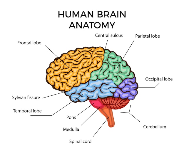 Vector diagrama de infografías de anatomía del cerebro humano con secciones y descripción de texto plana