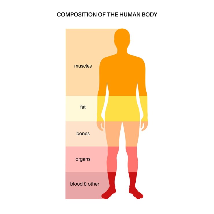 Vector diagrama infográfico de composición corporal humana en silueta masculina proporciones porcentuales