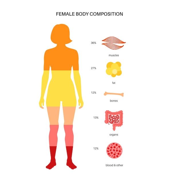 Diagrama infográfico de composición del cuerpo humano en proporciones porcentuales de silueta