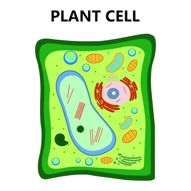 Diagrama infográfico de la estructura celular de las plantas con diseños de ilustraciones vectoriales planas de partes