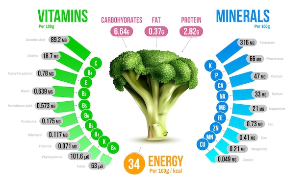 Diagrama infográfico de nutrientes de brócoli que muestra vitaminas minerales carbohidratos grasas proteína energía ilustración vectorial realista