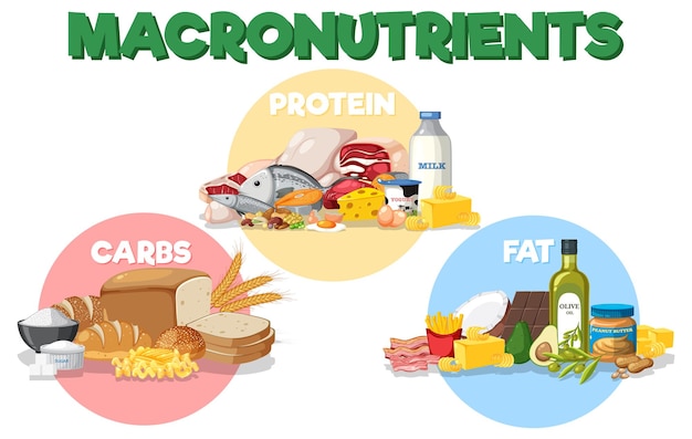 Vector diagrama de macronutrientes con ingredientes alimentarios.