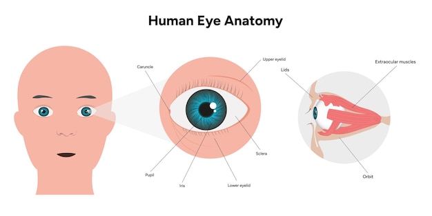 Diagrama médico de la anatomía del ojo humano Estructura del ojo humano