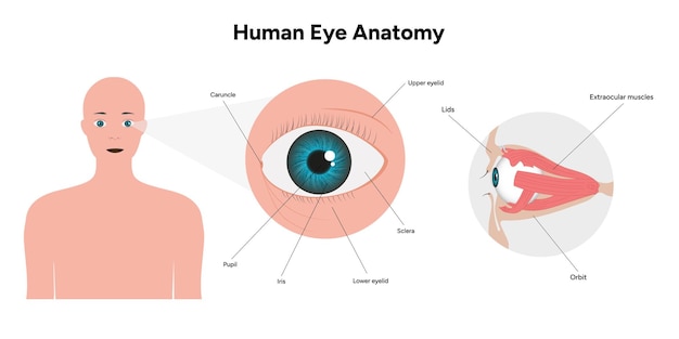 Diagrama médico de la anatomía del ojo humano Estructura del ojo humano