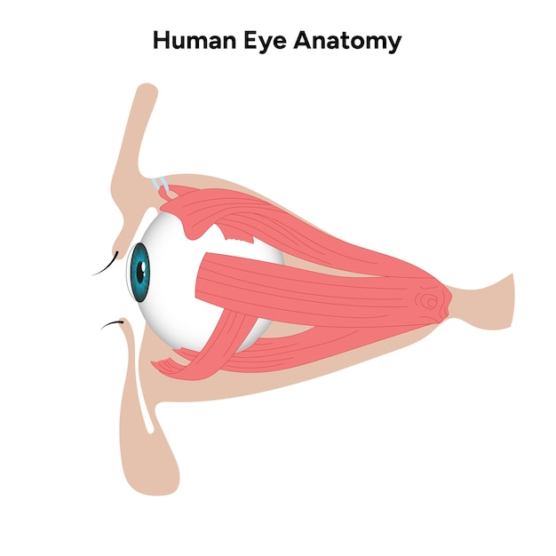 Diagrama médico de la anatomía del ojo humano Estructura del ojo humano
