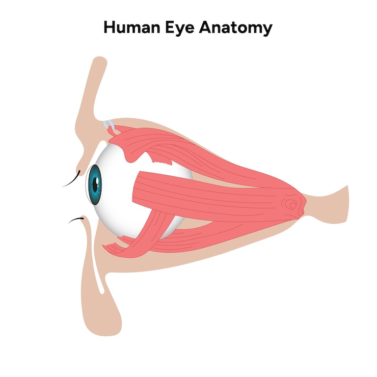 Vector diagrama médico de la anatomía del ojo humano estructura del ojo humano