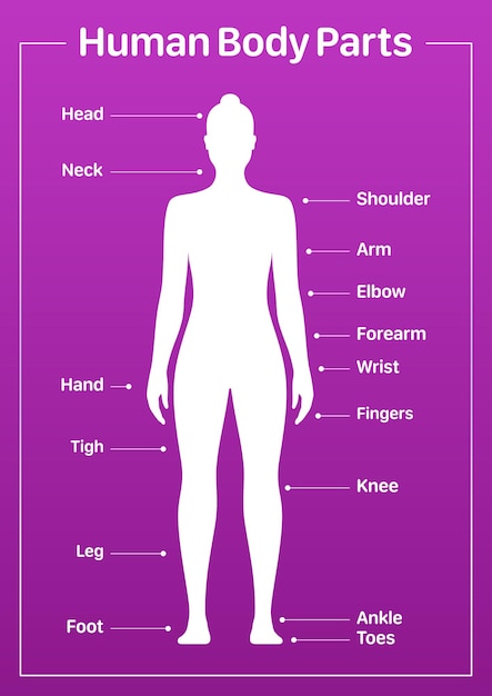 Diagrama médico de partes del cuerpo humano con un cartel vectorial modelo femenino sobre un fondo rosa