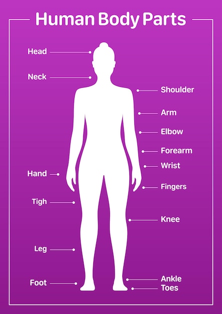 Vector diagrama médico de partes del cuerpo humano con un cartel vectorial modelo femenino sobre un fondo rosa