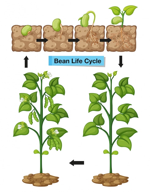 Vector diagrama mostrando el ciclo de vida del frijol