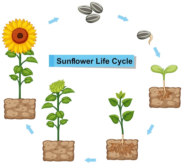 Diagrama mostrando el ciclo de vida del girasol