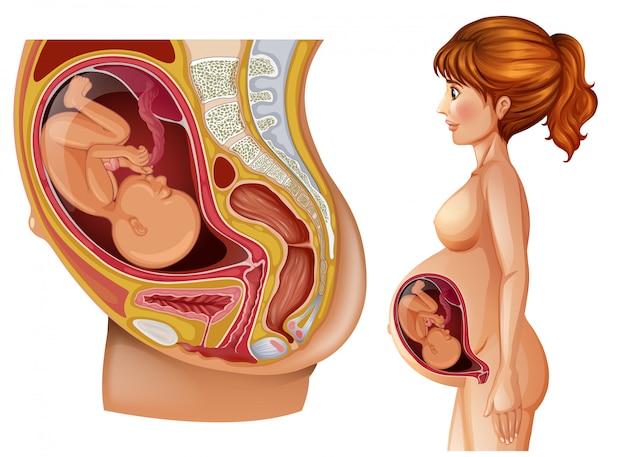 Diagrama de mujer y embarazo