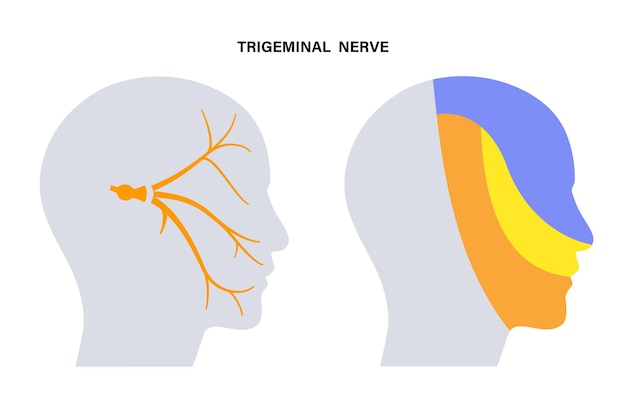 Diagrama del nervio trigémino