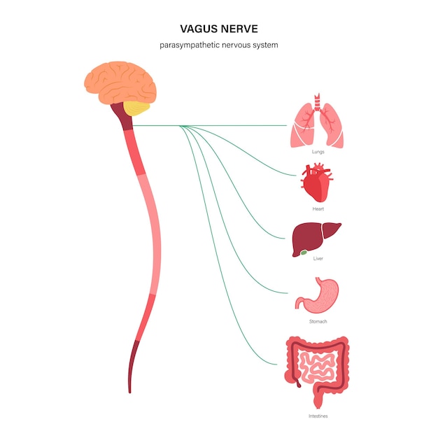 Vector diagrama del nervio vago