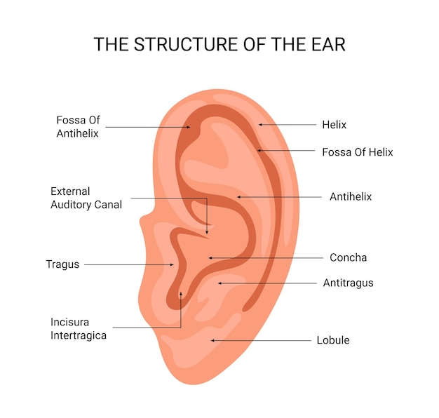 Vector un diagrama de la oreja etiquetada como la estructura de la oreja.