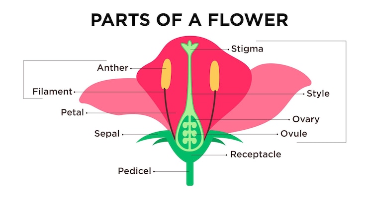 Vector diagrama de partes de la flor diseño de clipart anatomía de la flor y infografía clip art con estigma de pétalos