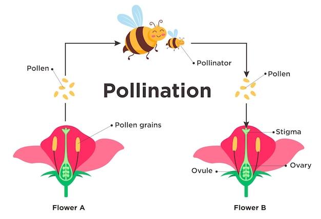 Diagrama de polinización de flores diseño de clipart infografía de reproducción de flores clip art con parte de flora