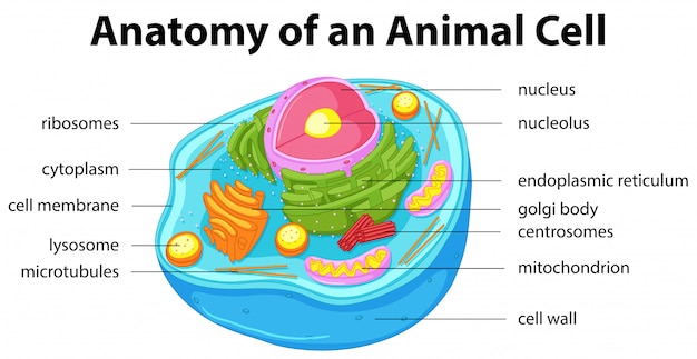 Vector diagrama que muestra la anatomía de la célula animal