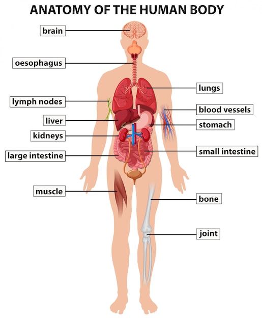 Extranjero Atento director Diagrama que muestra la anatomía del cuerpo humano | Vector Premium