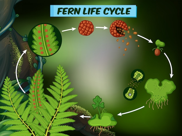 Vector diagrama que muestra el ciclo de vida del helecho