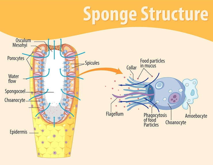 Vector diagrama que muestra la estructura de la esponja.
