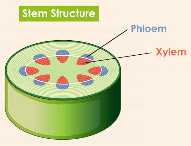 Diagrama que muestra la estructura del tallo