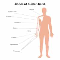 Vector diagrama que muestra los huesos del hombro de la mano humana