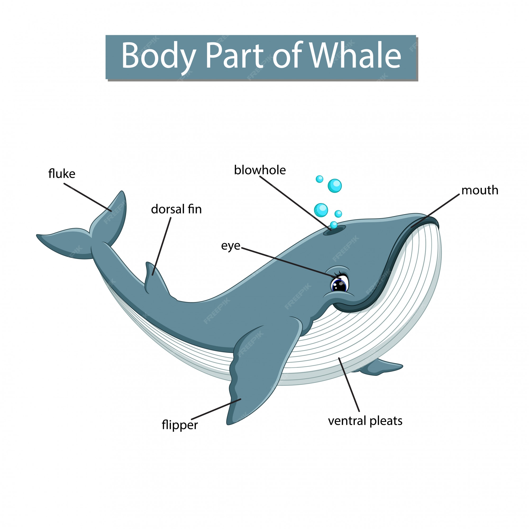 Diagrama que muestra parte del cuerpo de la ballena | Vector Premium