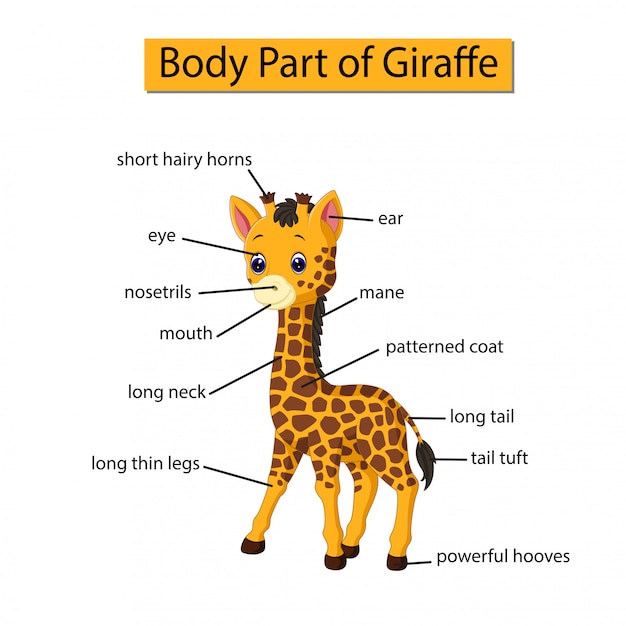 Diagrama que muestra parte del cuerpo de la jirafa