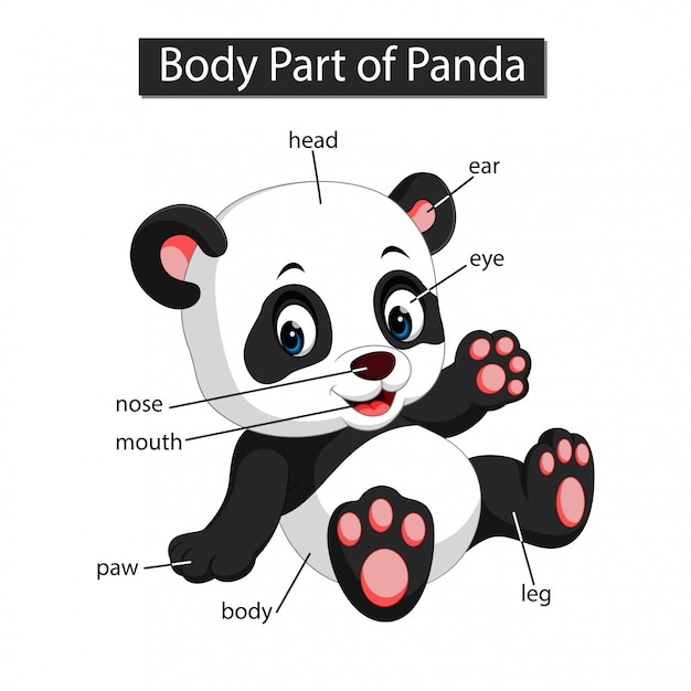 Diagrama que muestra parte del cuerpo de panda