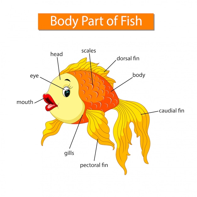 Diagrama que muestra parte del cuerpo de un pez