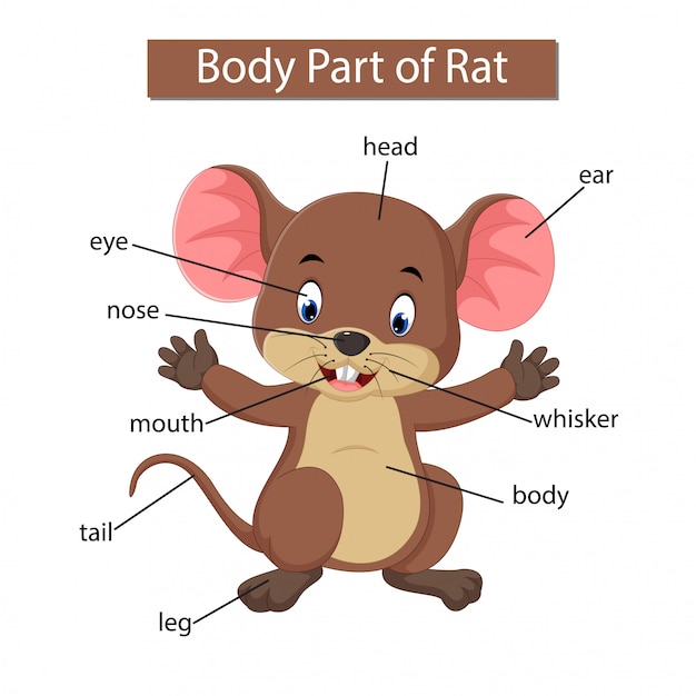 Diagrama que muestra parte del cuerpo de la rata
