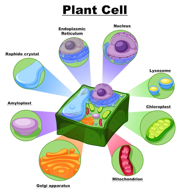 Vector diagrama que muestra partes de la célula vegetal