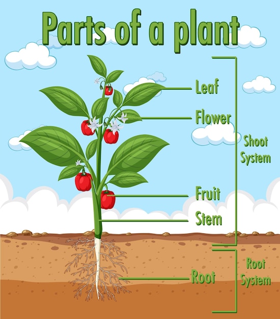 Vector diagrama que muestra las partes de una planta