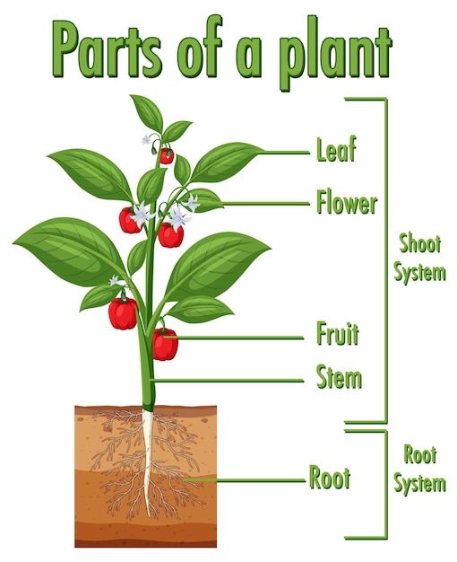 Vector diagrama que muestra las partes de una planta