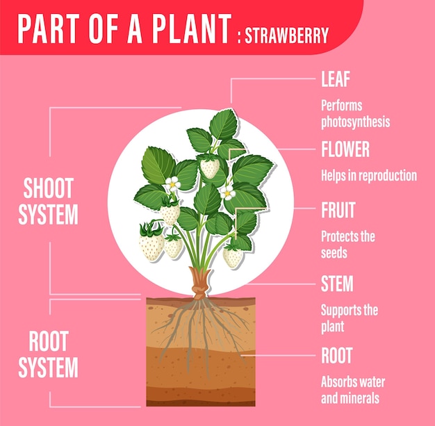 Vector diagrama que muestra las partes de una planta