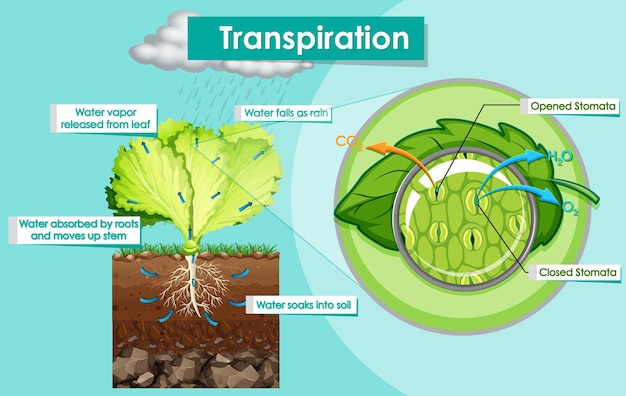 Diagrama que muestra la planta de transpiración