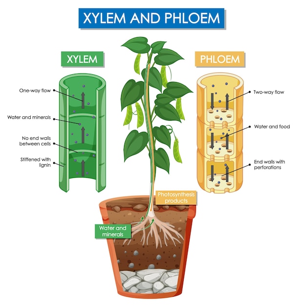 Vector diagrama que muestra la planta de xilema y floema