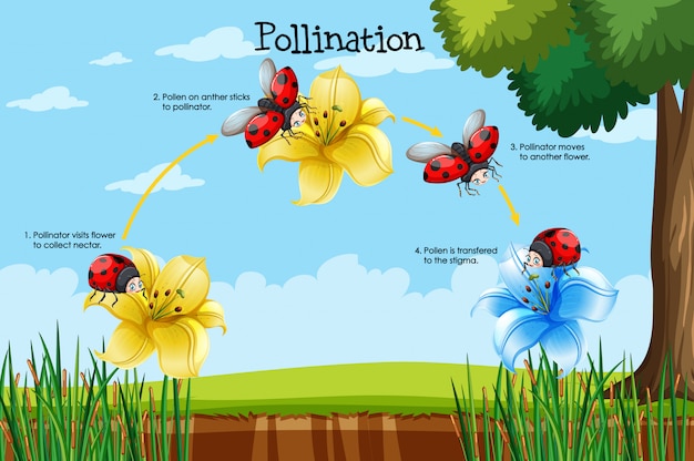 Diagrama que muestra la polinización con flor y error