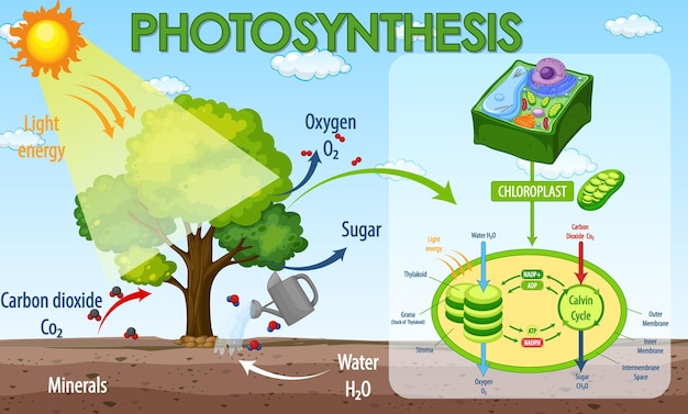Diagrama que muestra el proceso de fotosíntesis en planta.